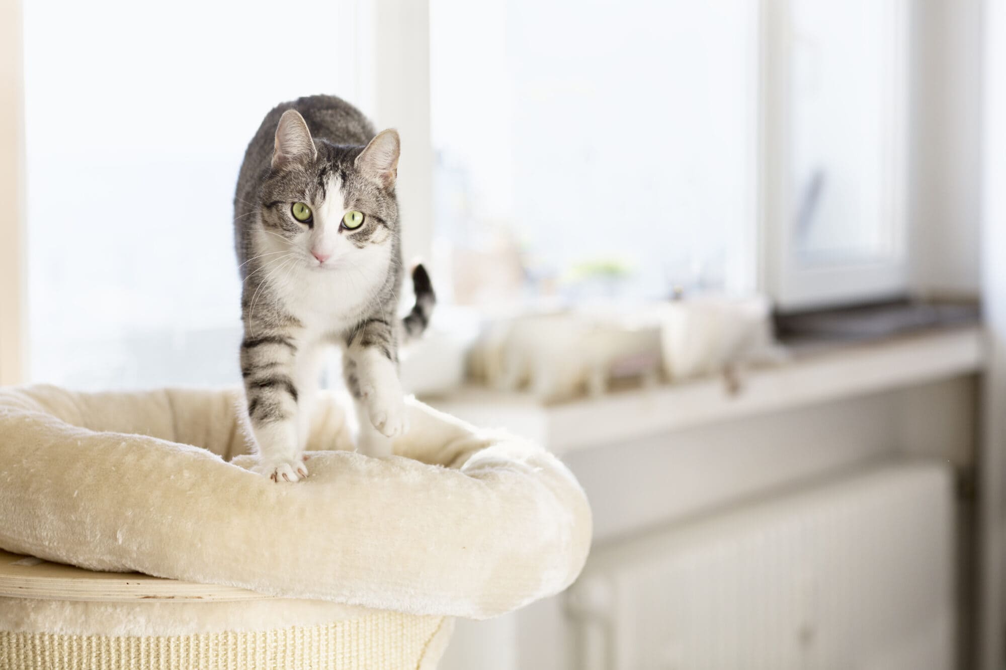 Decoding the Fascinating Feline Behavior: Why Do Cats Knead?