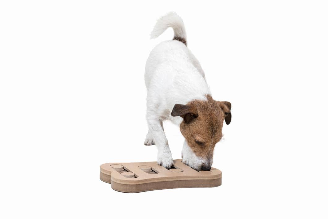 Elevating Your Pet’s Mental Stimulation and Happiness