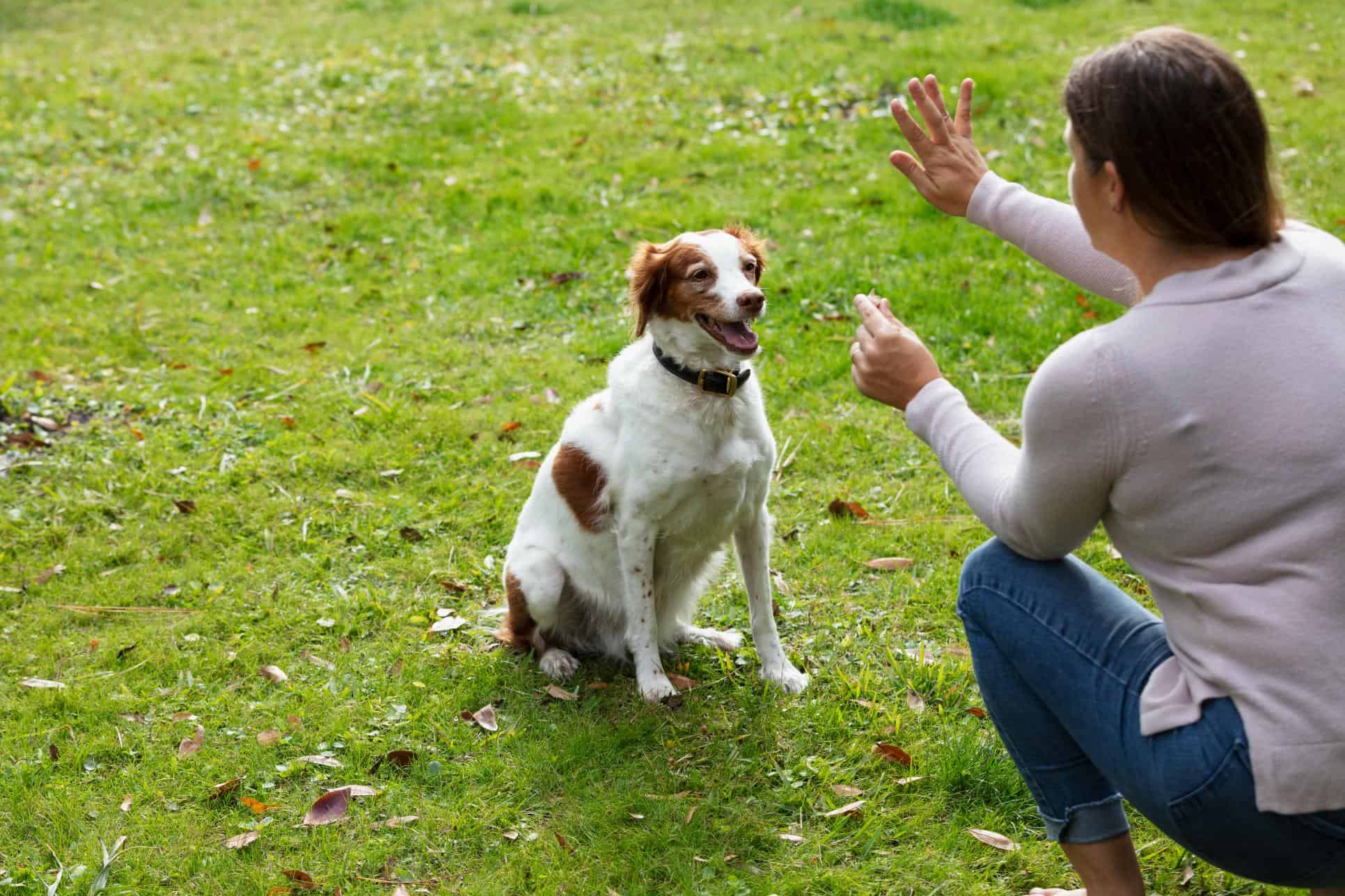 The Power of Positive Reinforcement: Training Your Pet with Kindness