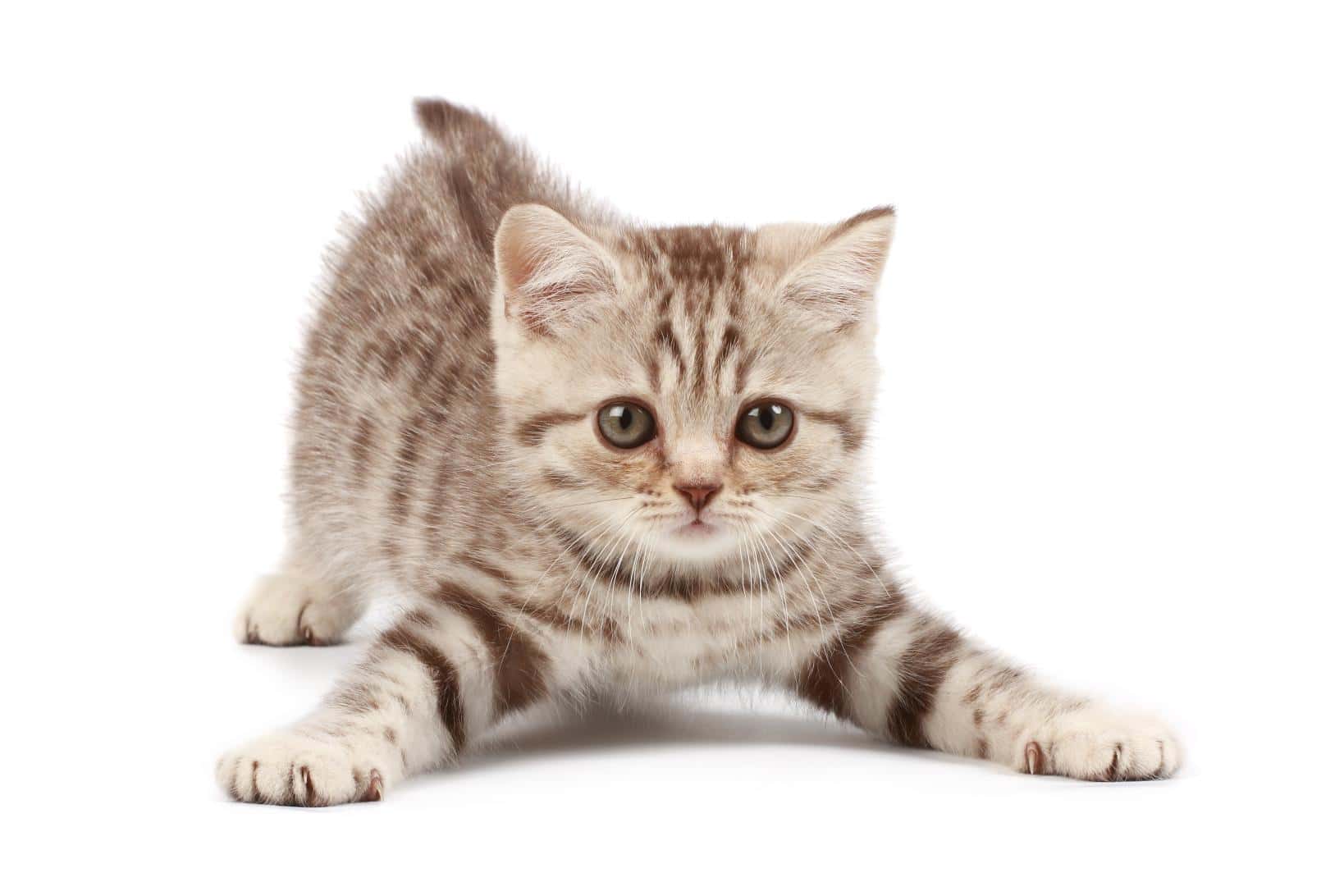New to Cat Parenting? Here’s Your Guide to a Purr-fect Start