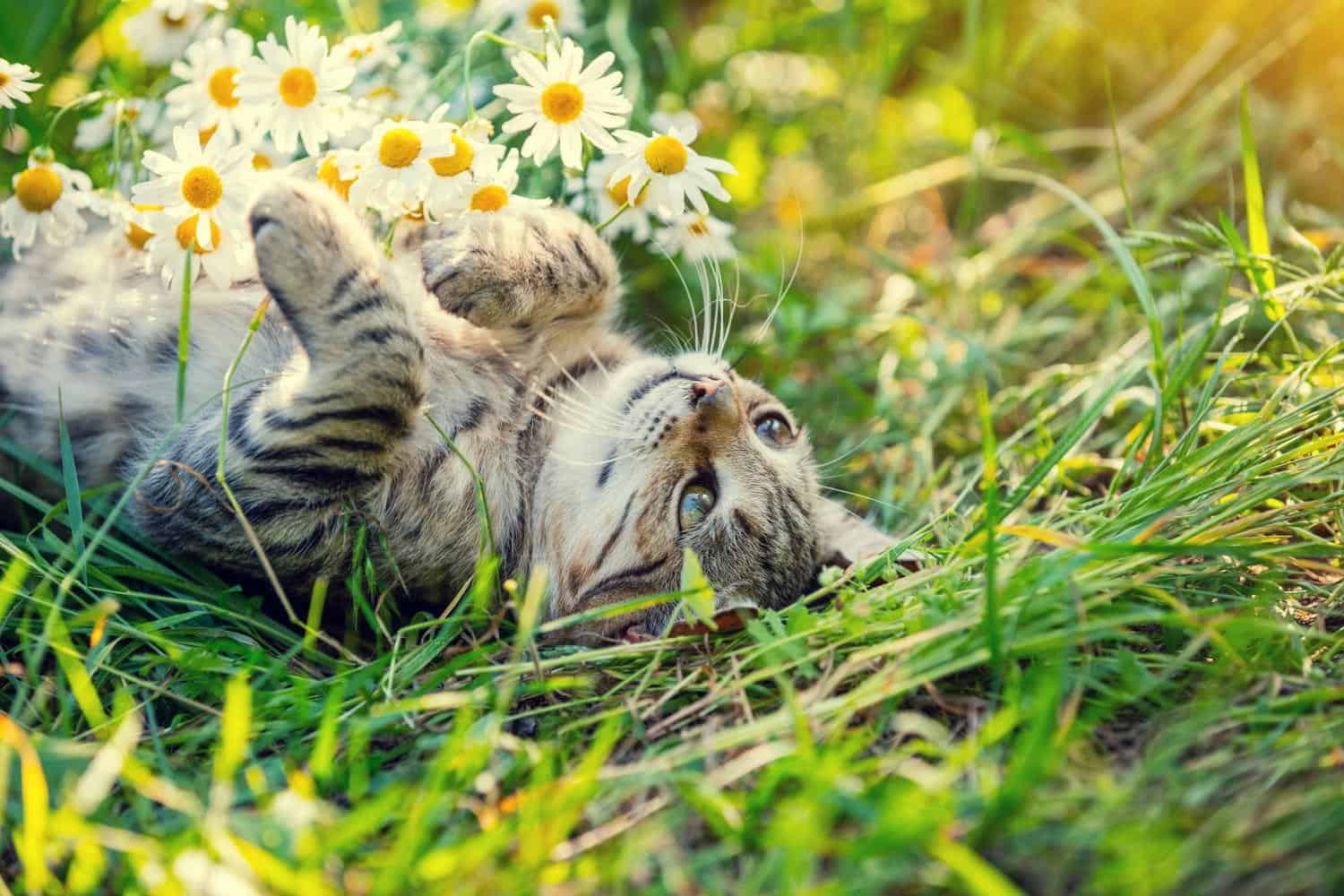 Whiskers and Wildflowers: Nurturing Nature and Pets in Your Pet-Friendly Garden Haven