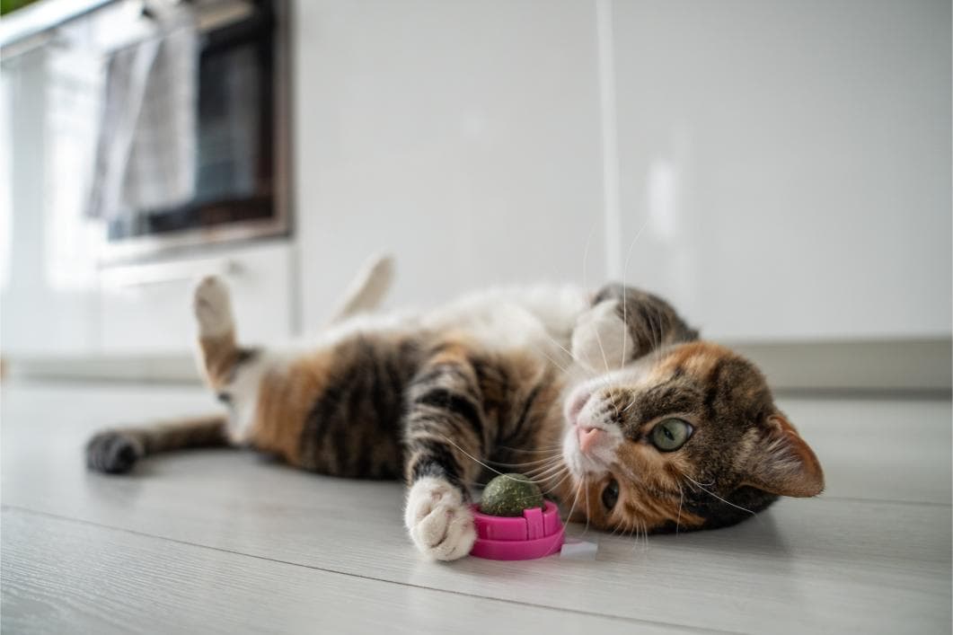 Catnip Unveiled: A Deep Dive into Feline’s Fascination with this Mystical Herb