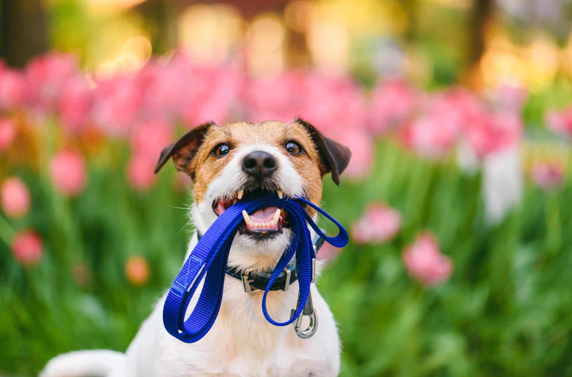 Top 5 Summer Pet Care Tips for Pet Owners in Agoura Hills 