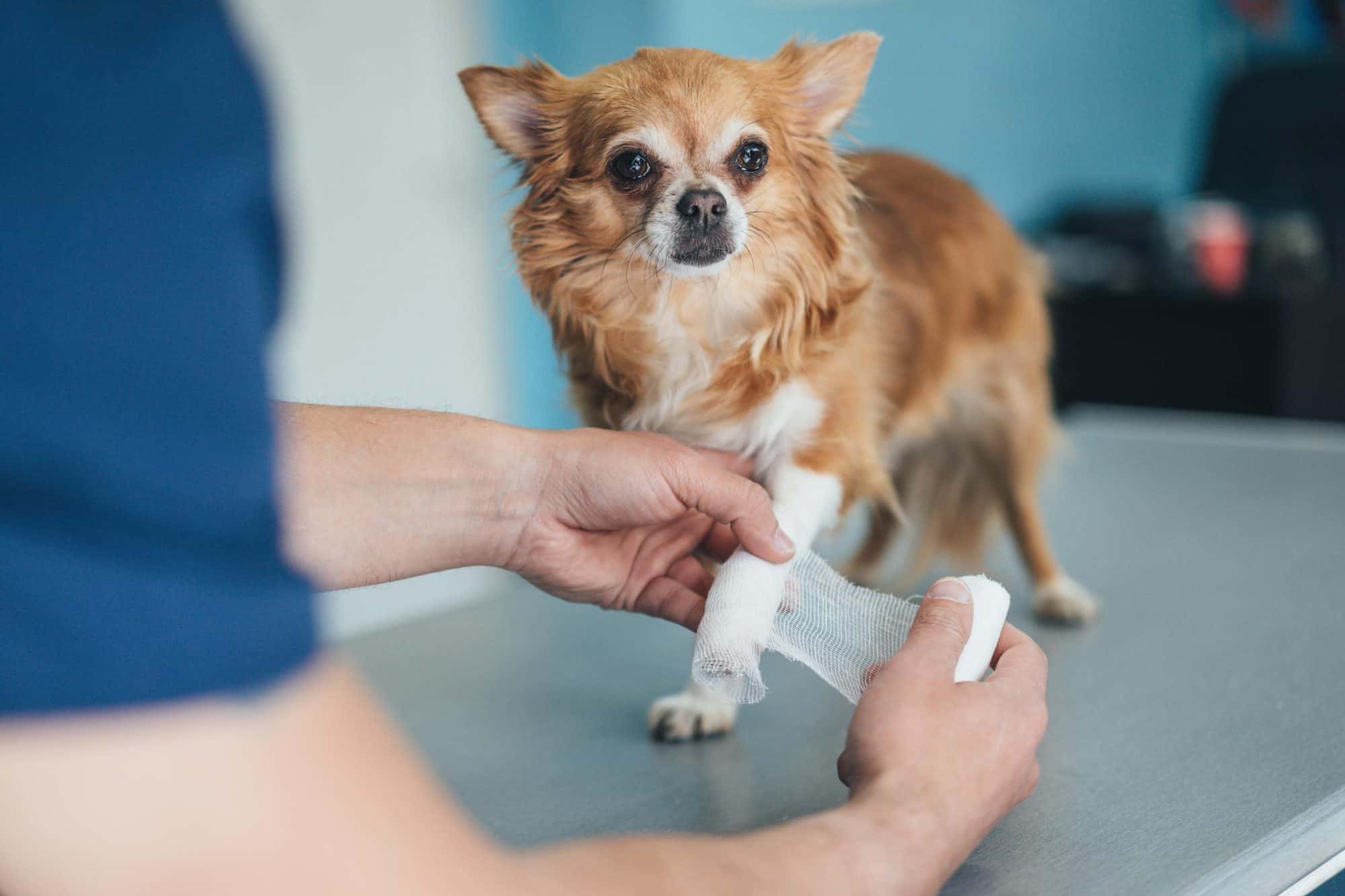 What Is the Difference Between Emergency Pet Care and Urgent Pet Care? 