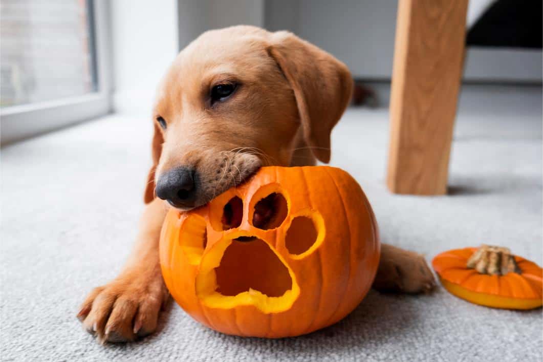 Preventing Pet Poisoning: Common Household Hazards (Halloween Edition)