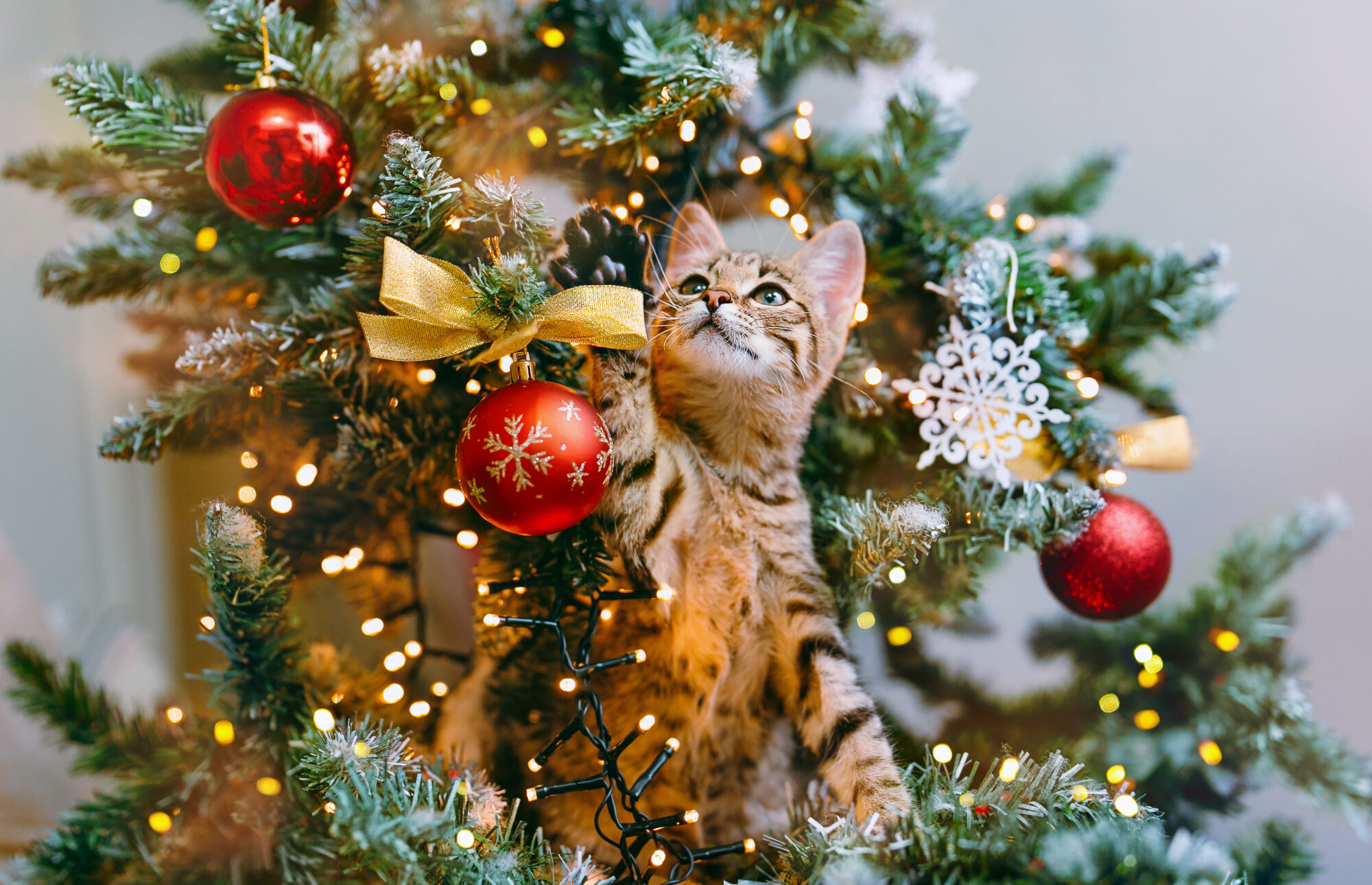 Pet Poison Prevention: Holiday Foods and Decorations to Avoid