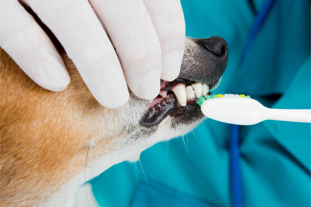 3 Reasons Why Your Pet Needs A Dental Check Up