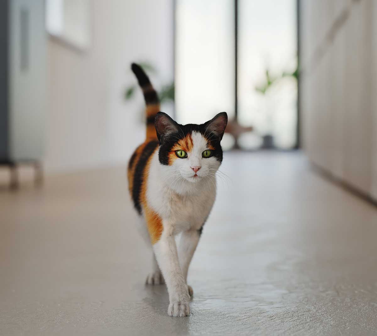 A cat walking towards you