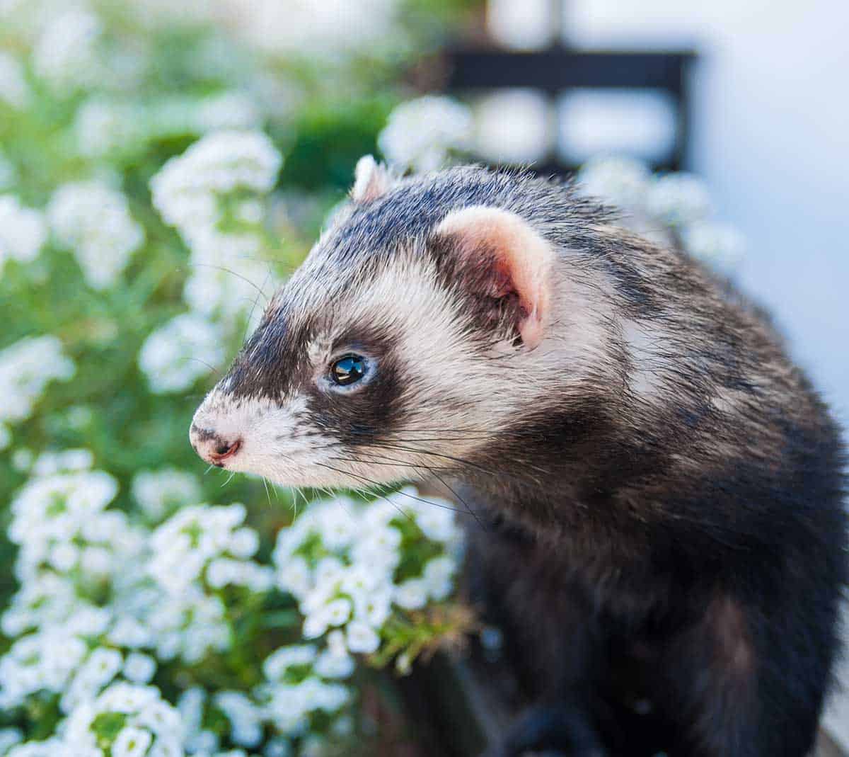 A ferret in a flowerbed