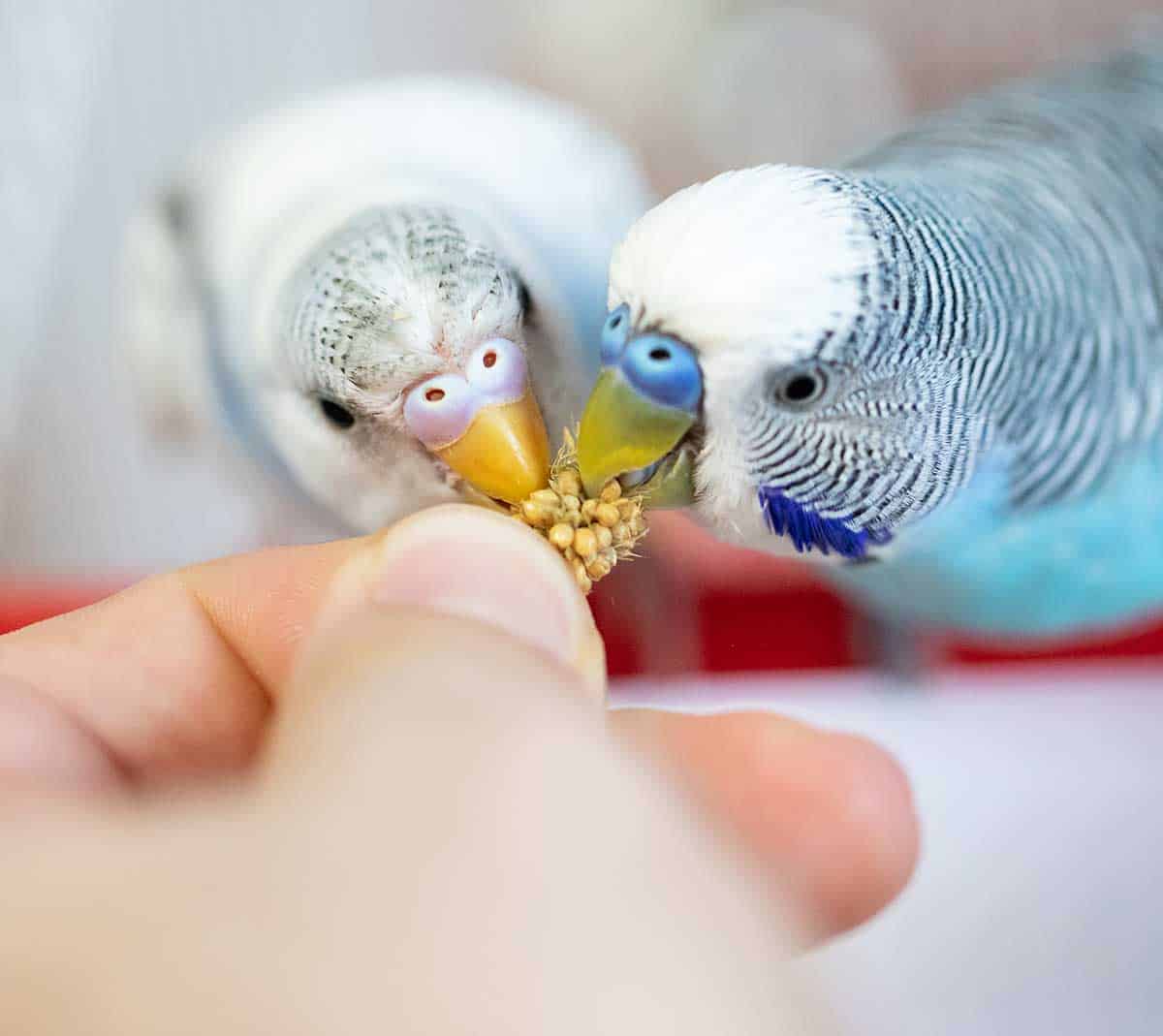 Two birds being fed by owner