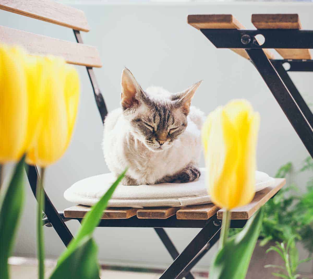A cat in a garden