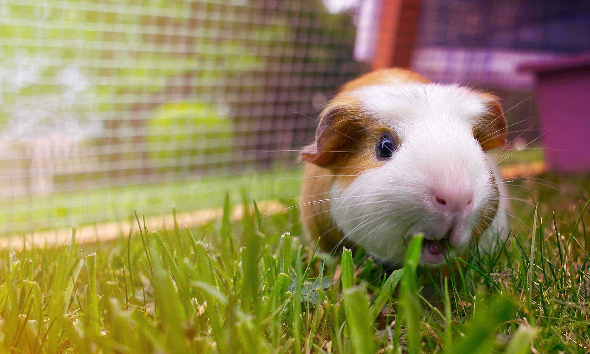 A guinea pig in grass