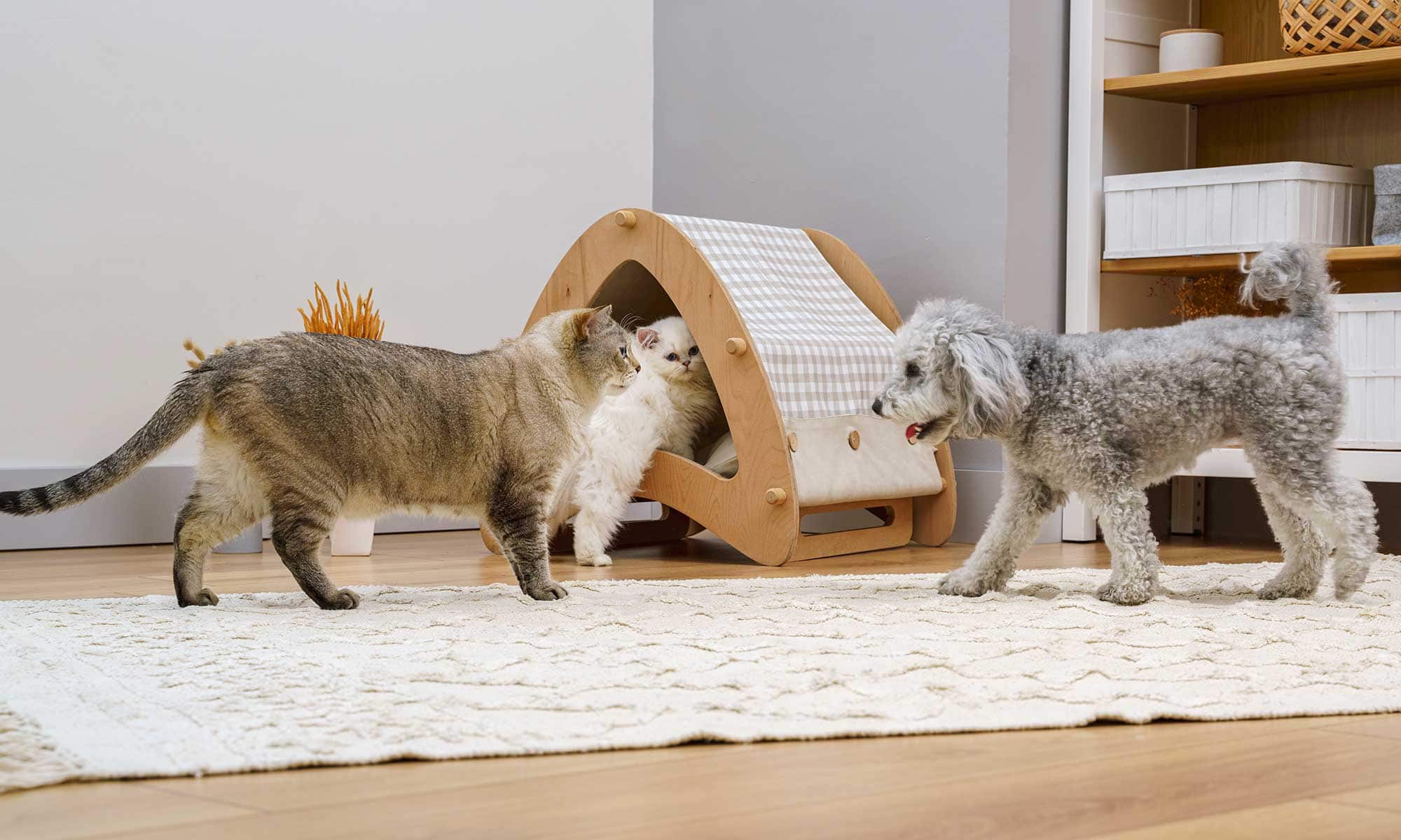 Cats and dogs playing