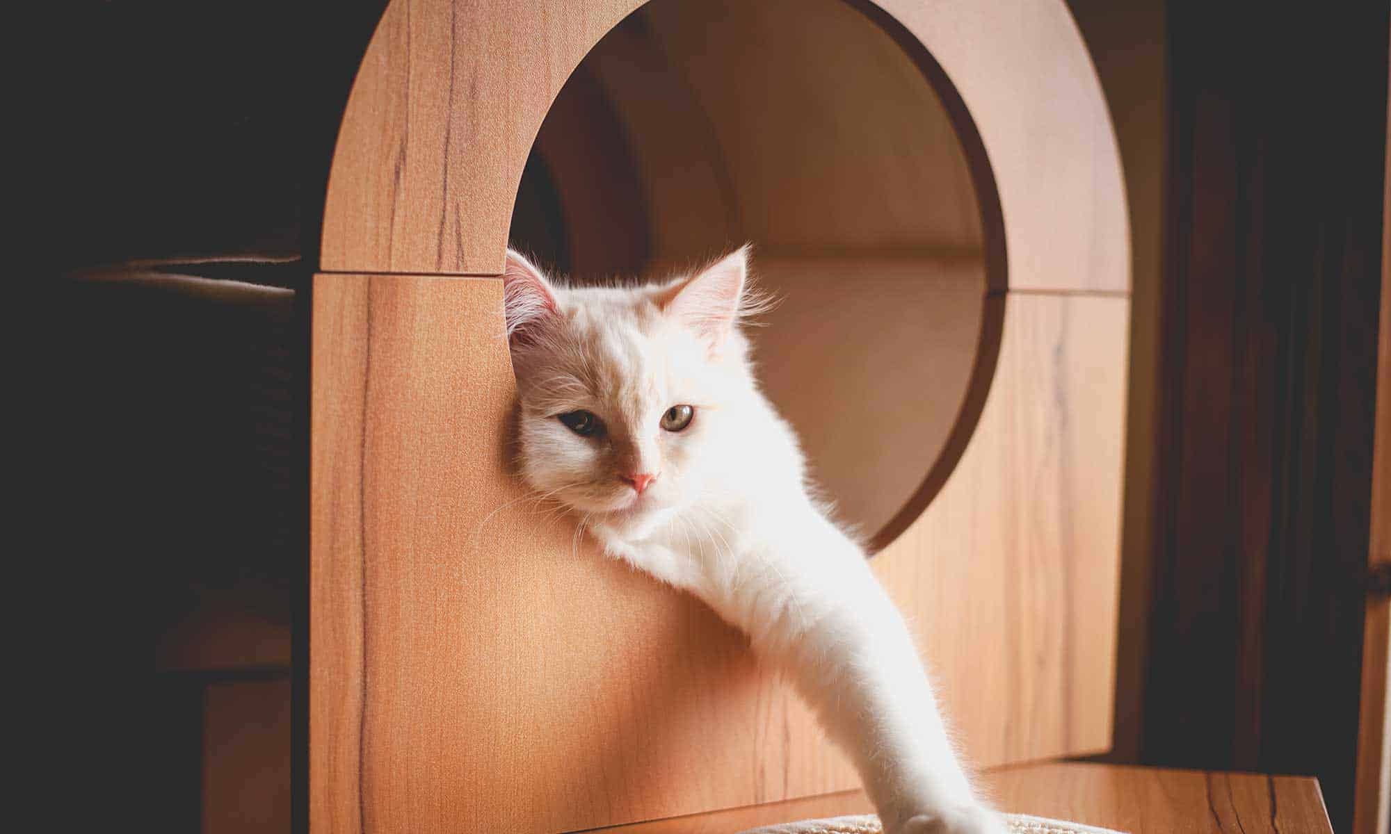 A cat laying in a cat house