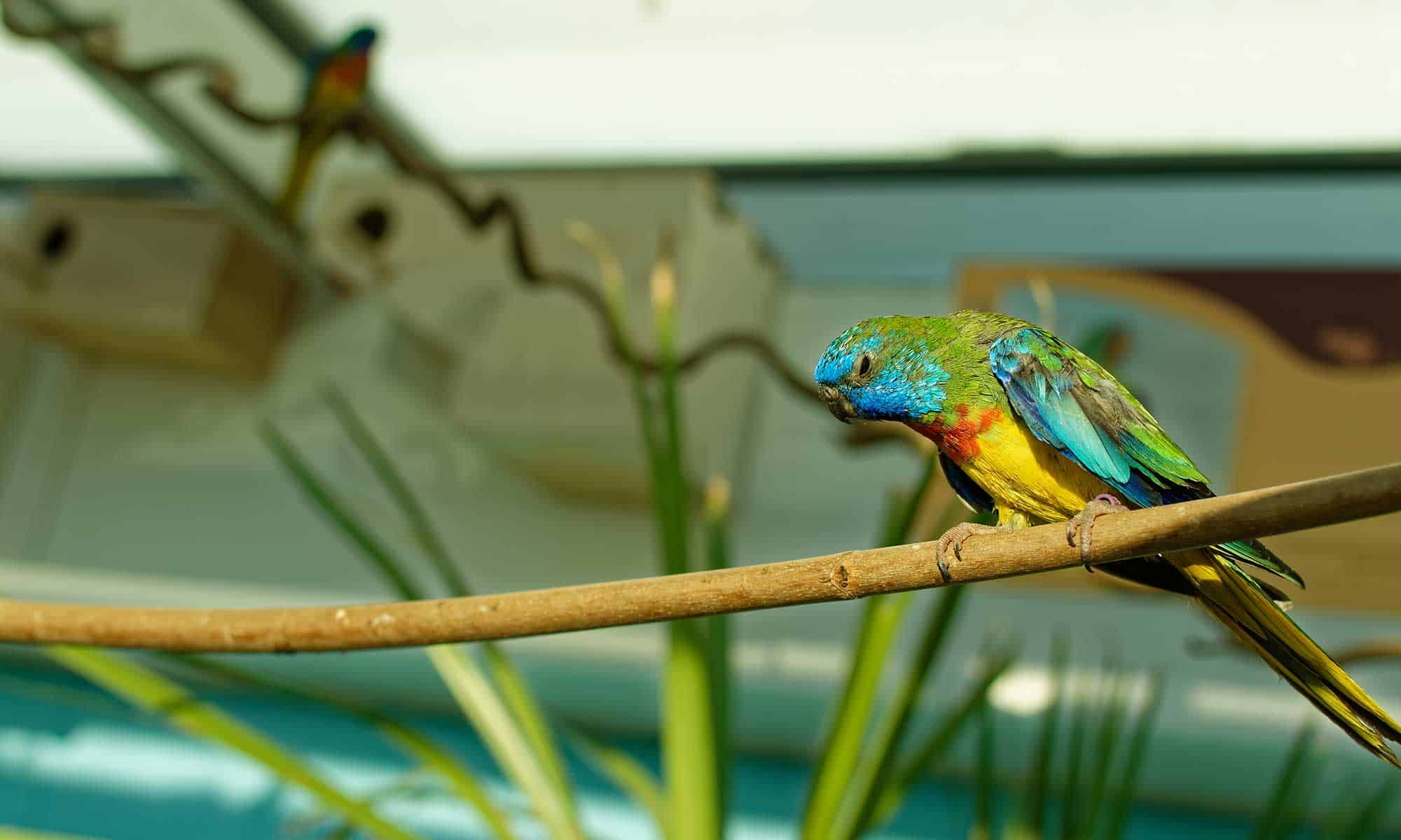 A parrot sitting on a branch