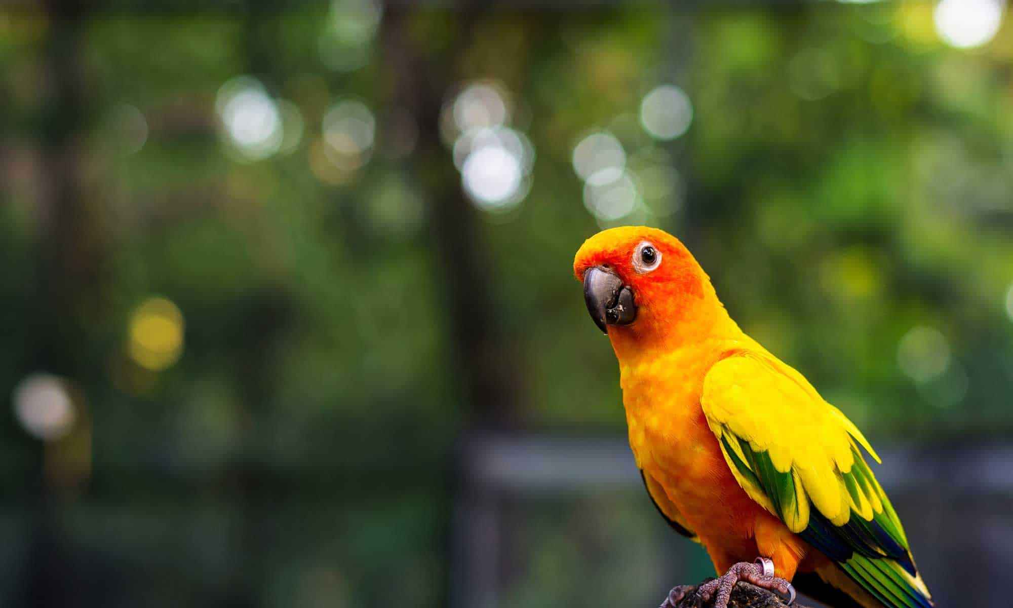 A colorful bird