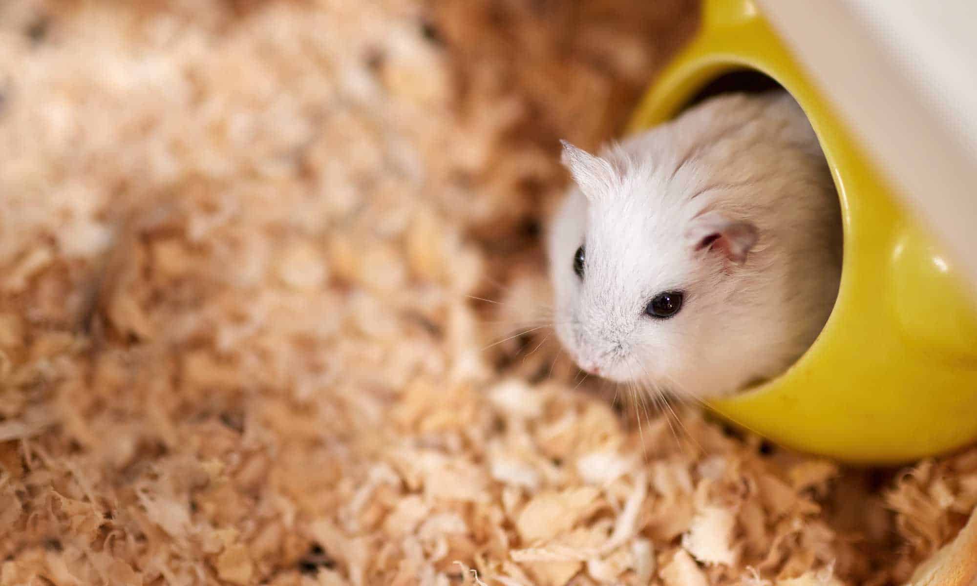A hamster in a habitat
