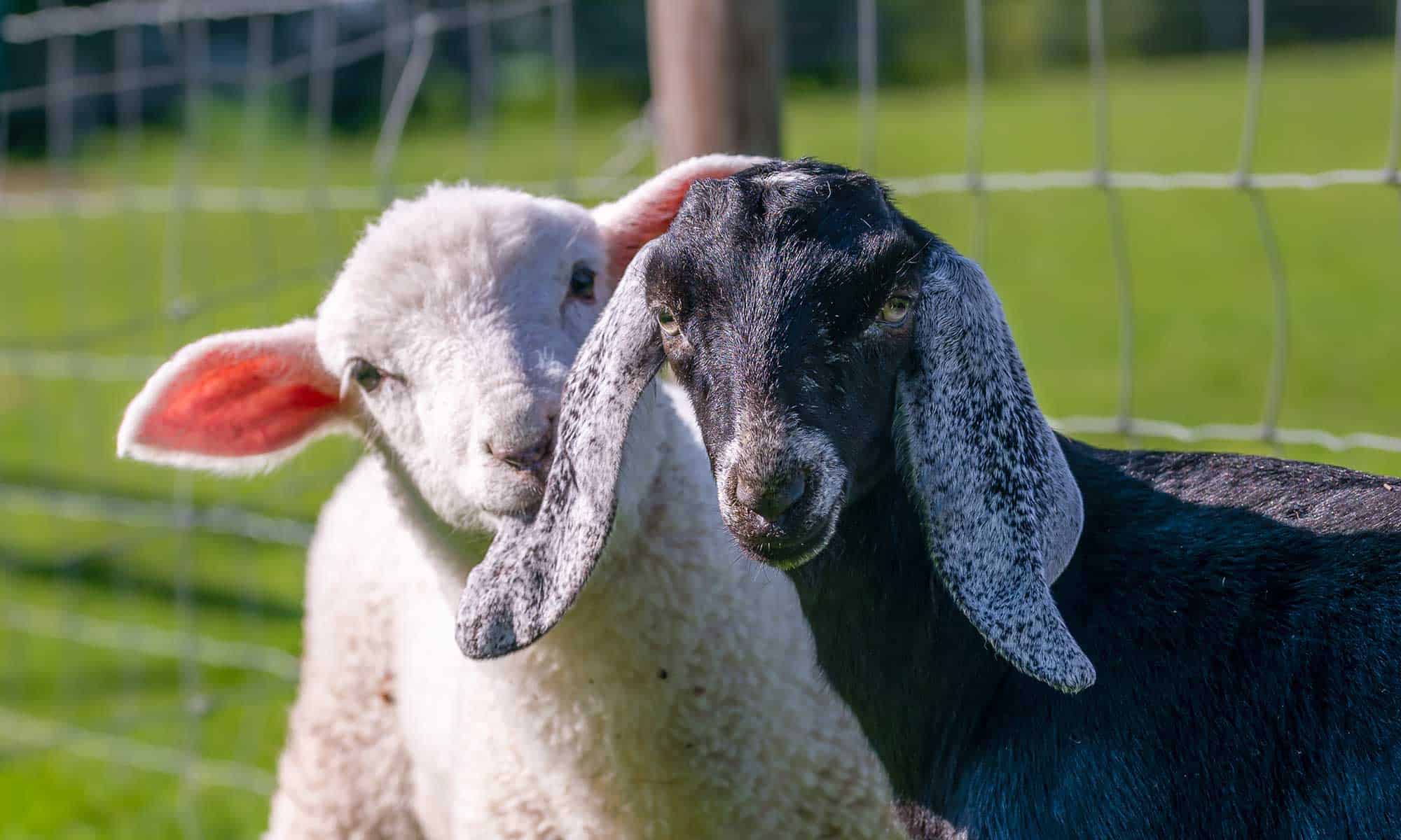 A pair of goats