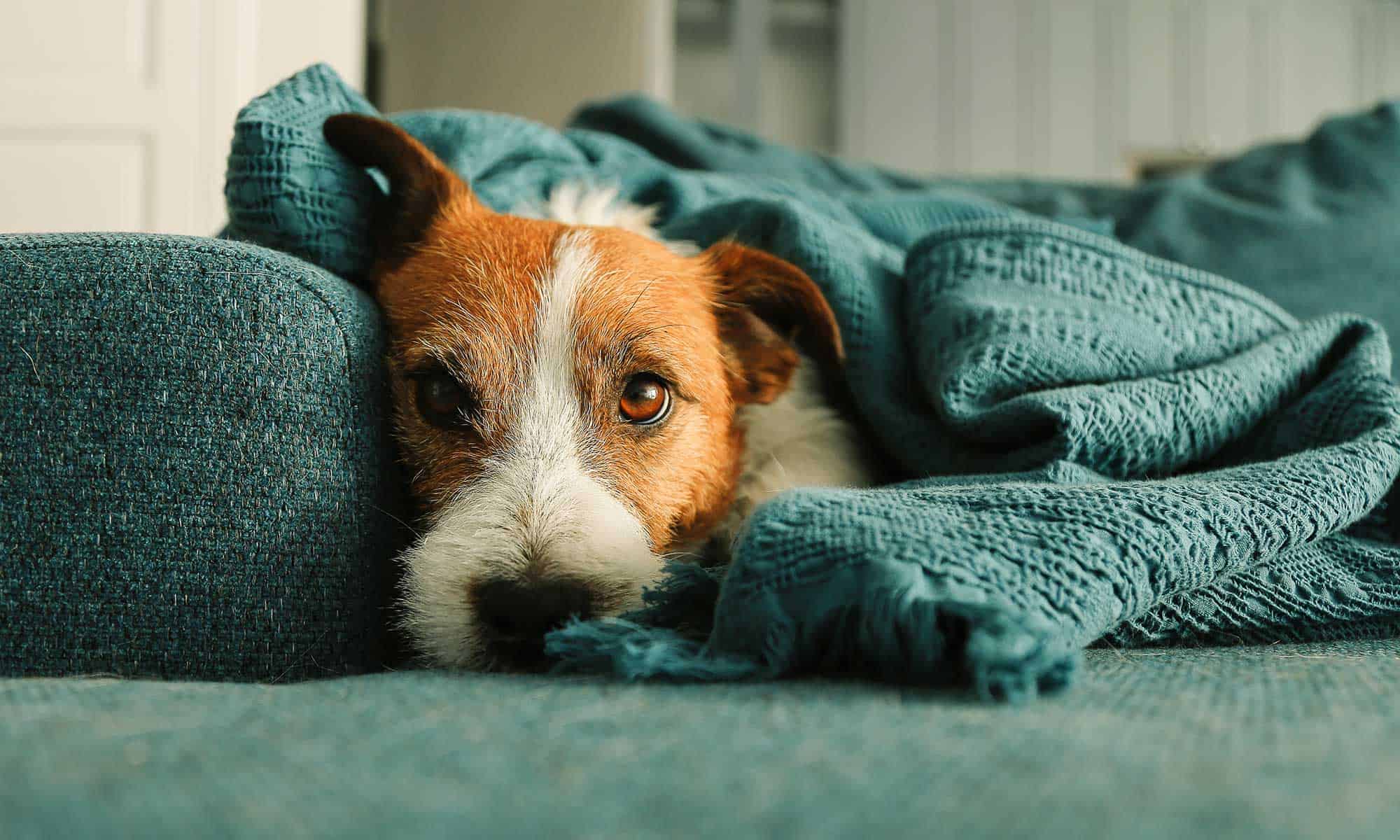 Dog laying in a blanket