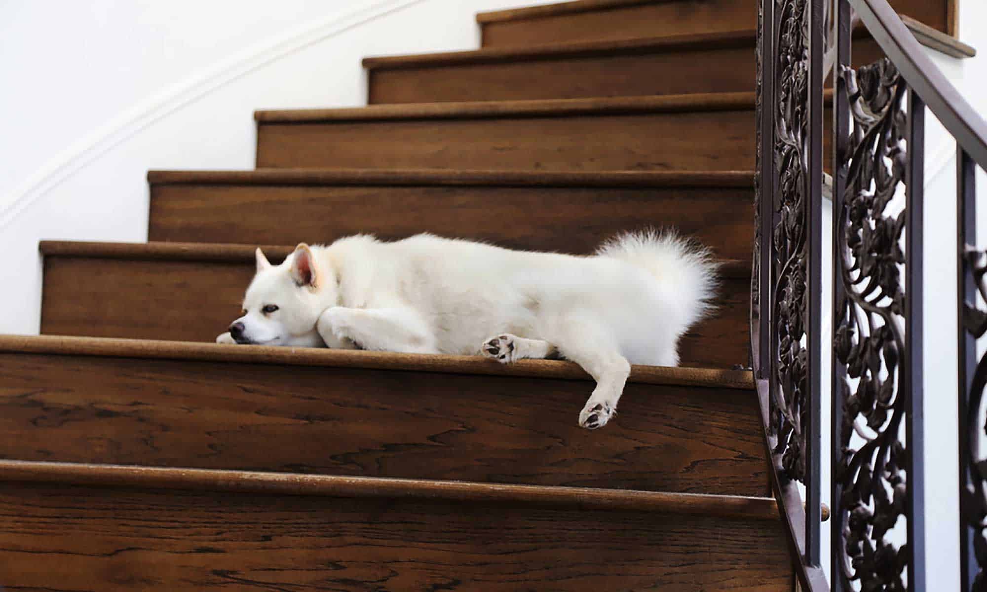 A dog laying on a staircase